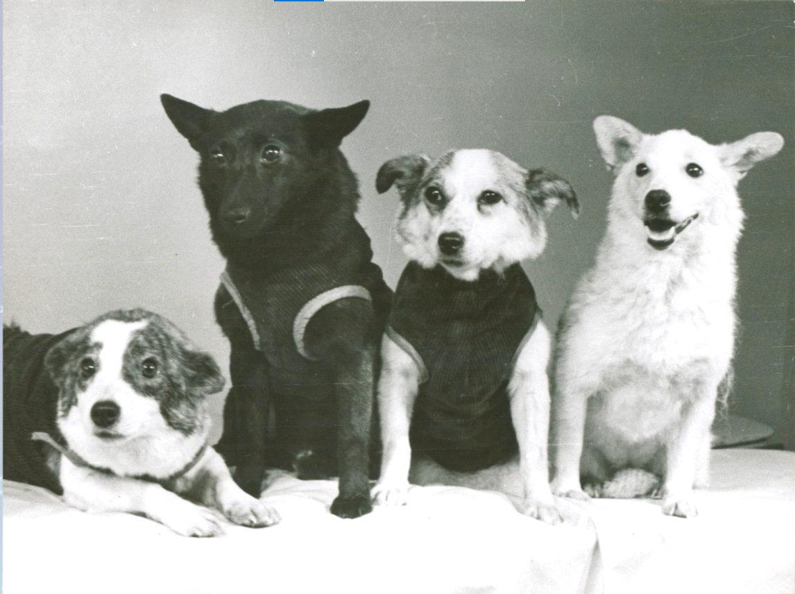 Стрелка, Чернушка, Звёздочка и Белка — групповой портрет